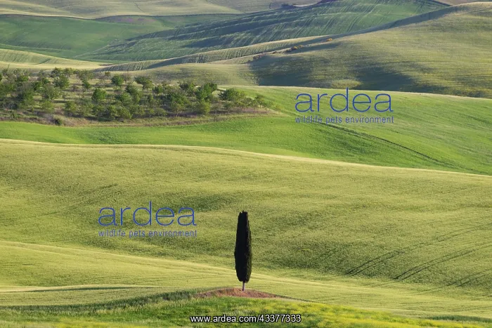: Landscape at sunrise around Pienza, Val dOrcia : Landscape at sunrise around Pienza, Val dOrcia