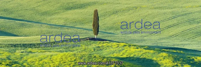 : Landscape at sunrise around Pienza, Val dOrcia : Landscape at sunrise around Pienza, Val dOrcia