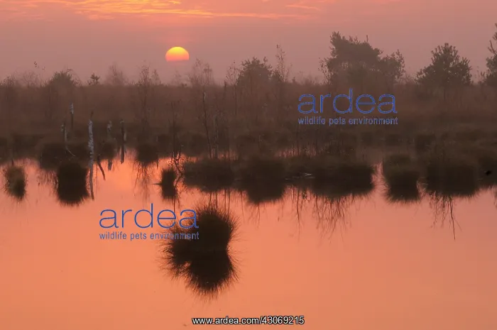 : Landscape of a sunrise above the Rhedener Geestmoor : Landscape of a sunrise above the Rhedener Geestmoor