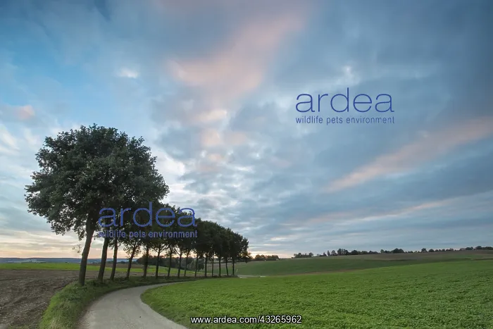 : Landscape with sunset clouds and trees next to : Landscape with sunset clouds and trees next to