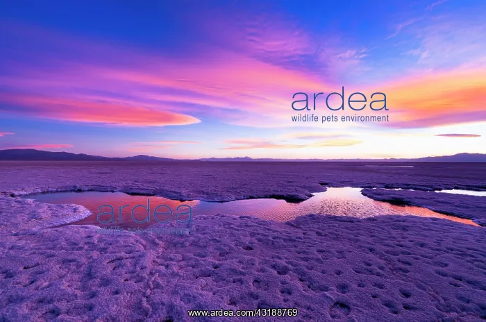 : Landscape at sunset in Salinas Grandes in the province : Landscape at sunset in Salinas Grandes in the province