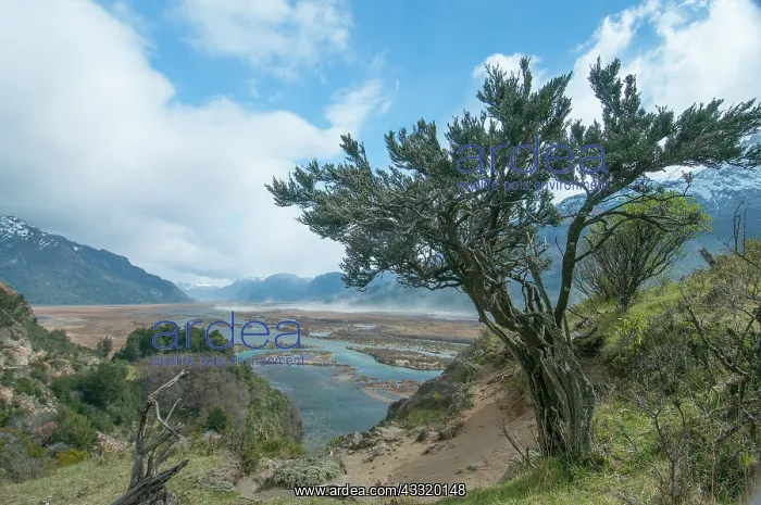 : Landscape with tree and lake near Coyhaique city : Landscape with tree and lake near Coyhaique city