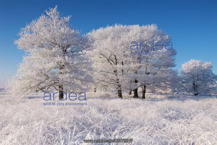 : Landscape with treescovered with rime : Landscape with treescovered with rime