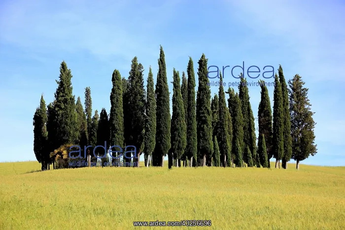 : Landscape in Tuscany, La Crete, group of trees in : Landscape in Tuscany, La Crete, group of trees in