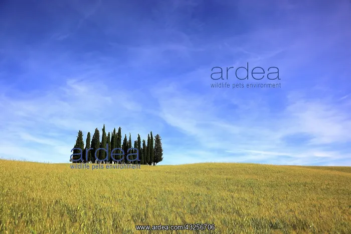 : Landscape in Tuscany, La Crete, group of trees in : Landscape in Tuscany, La Crete, group of trees in
