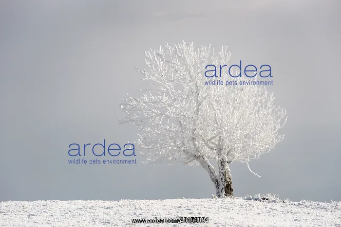: Landscape with view on frozen tree : Landscape with view on frozen tree
