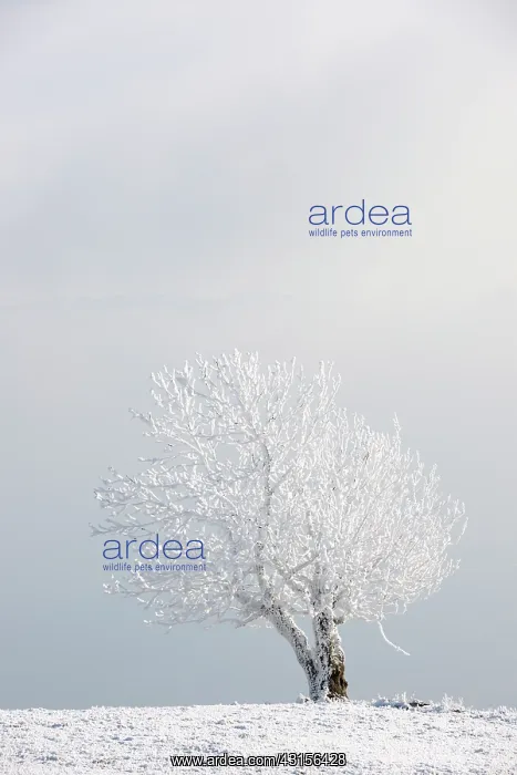 : Landscape with view on frozen tree : Landscape with view on frozen tree