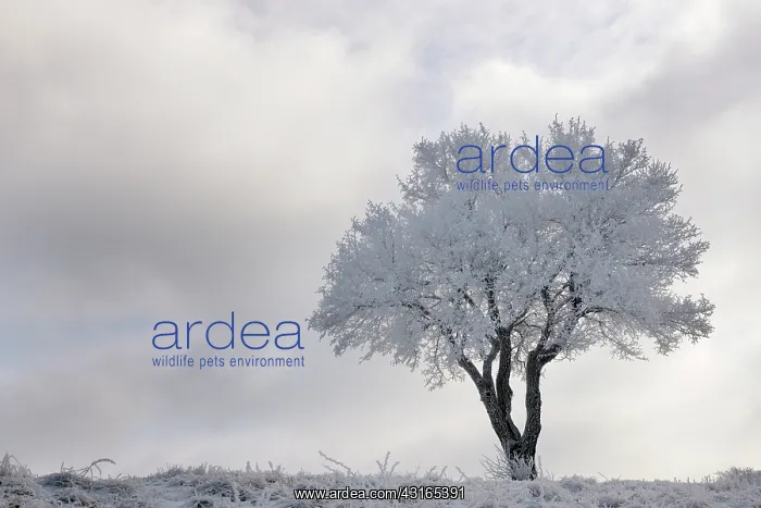 : Landscape with view on frozen tree : Landscape with view on frozen tree