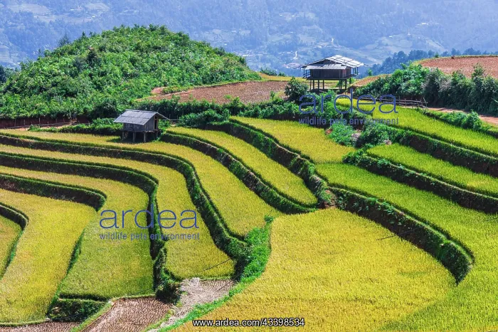 : Landscape view of rice fields in Mu Cang Chai District : Landscape view of rice fields in Mu Cang Chai District