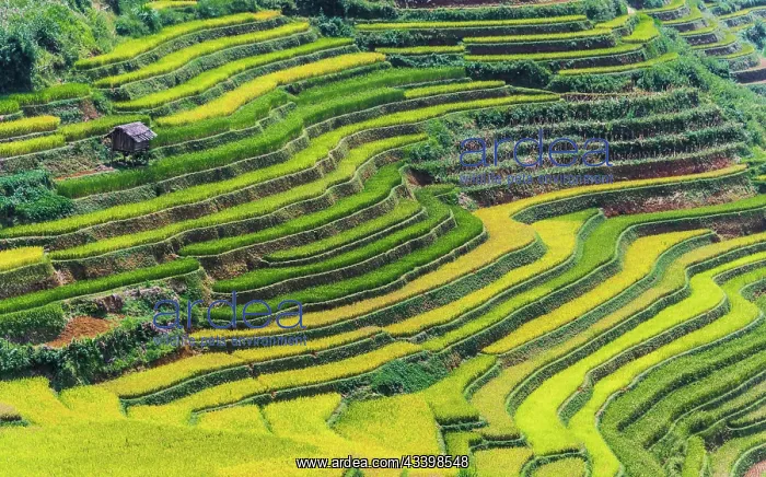 : Landscape view of rice fields in Mu Cang Chai District : Landscape view of rice fields in Mu Cang Chai District