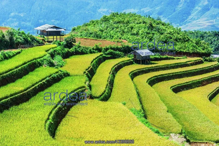 : Landscape view of rice fields in Mu Cang Chai District : Landscape view of rice fields in Mu Cang Chai District