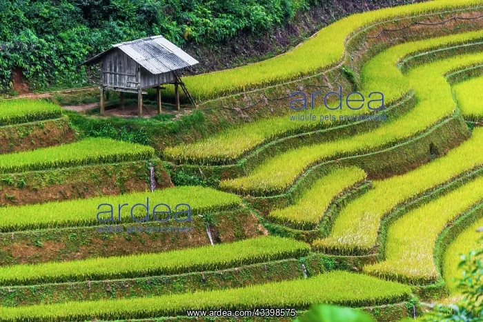 : Landscape view of rice fields in Mu Cang Chai District : Landscape view of rice fields in Mu Cang Chai District