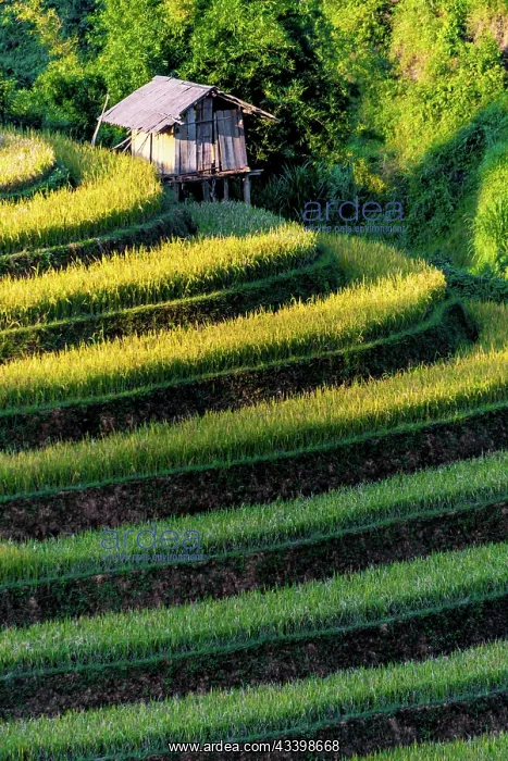 : Landscape view of rice fields in Mu Cang Chai District : Landscape view of rice fields in Mu Cang Chai District