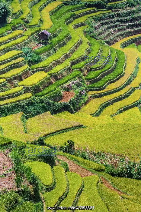: Landscape view of rice fields in Mu Cang Chai District : Landscape view of rice fields in Mu Cang Chai District