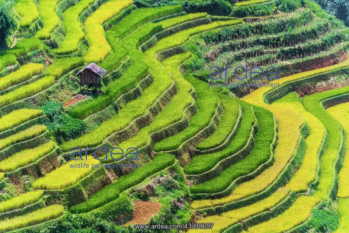 : Landscape view of rice fields in Mu Cang Chai District : Landscape view of rice fields in Mu Cang Chai District