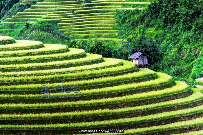 : Landscape view of rice fields in Mu Cang Chai District : Landscape view of rice fields in Mu Cang Chai District
