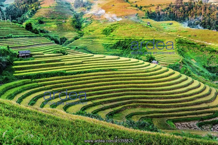 : Landscape view of rice fields in Mu Cang Chai District : Landscape view of rice fields in Mu Cang Chai District