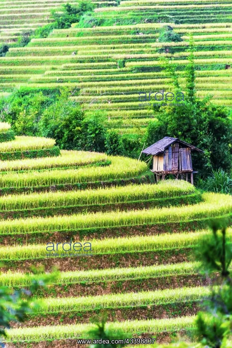 : Landscape view of rice fields in Mu Cang Chai District : Landscape view of rice fields in Mu Cang Chai District