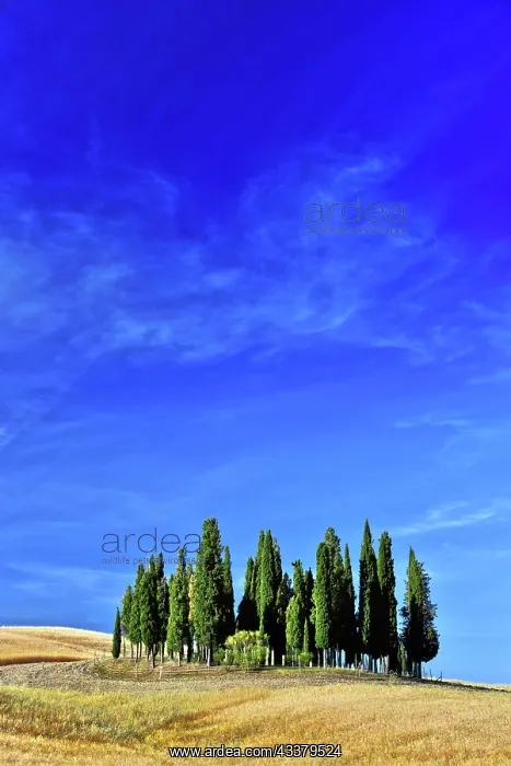 : Landscape view of Val d'Orcia, Tuscany, Italy. UNESCO : Landscape view of Val d'Orcia, Tuscany, Italy. UNESCO