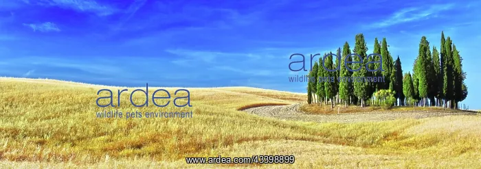 : Landscape view of Val d'Orcia, Tuscany, Italy. UNESCO : Landscape view of Val d'Orcia, Tuscany, Italy. UNESCO
