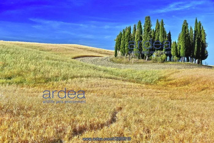 : Landscape view of Val d'Orcia, Tuscany, Italy. UNESCO : Landscape view of Val d'Orcia, Tuscany, Italy. UNESCO