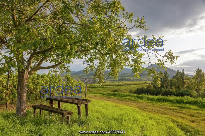 : Landscape with walnut tree, picnic area, bench and : Landscape with walnut tree, picnic area, bench and