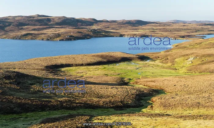 : Landscape on West Shetland. Shetland, Northern : Landscape on West Shetland. Shetland, Northern