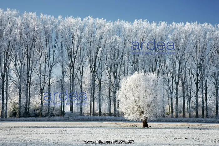 : landscape in winter - countryside : landscape in winter - countryside