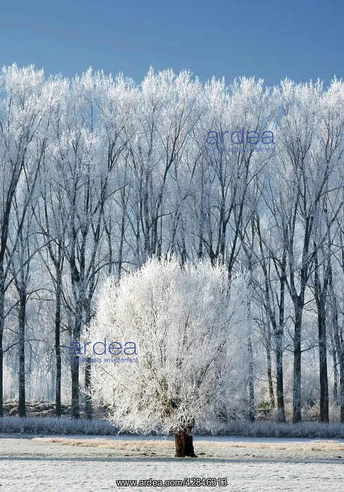  : landscape in winter - countryside - Belgium