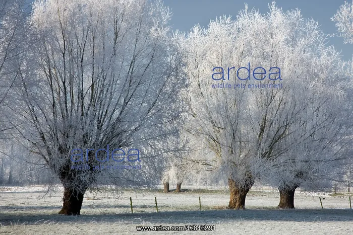 : landscape in winter with heavy frost - countryside : landscape in winter with heavy frost - countryside