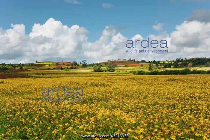 : Landscape of yellow mustard field, Heho : Landscape of yellow mustard field, Heho