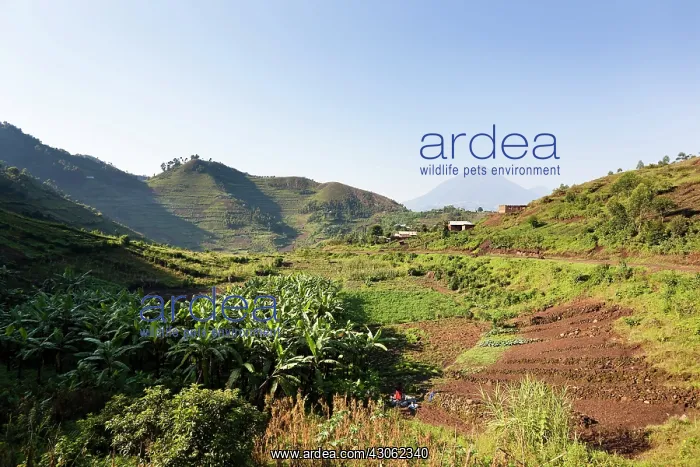  : Landscapes around Kisoro, Kigezi. This area