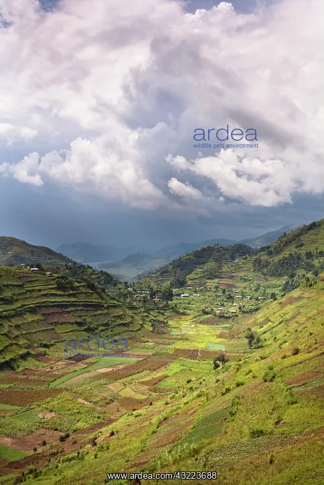  : Landscapes around Kisoro, Kigezi. This area