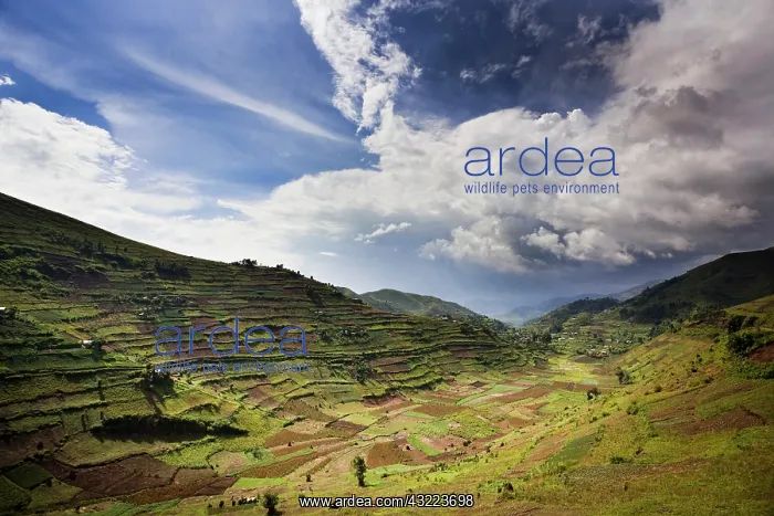 : Landscapes around Kisoro, Kigezi. This area : Landscapes around Kisoro, Kigezi. This area