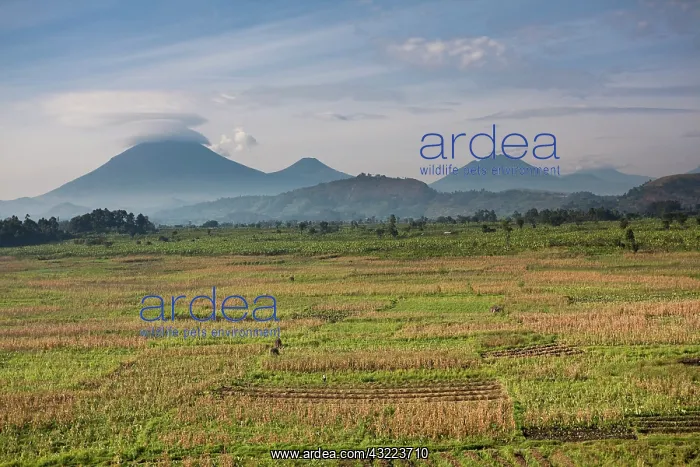 : Landscapes around Kisoro, Kigezi. This area : Landscapes around Kisoro, Kigezi. This area