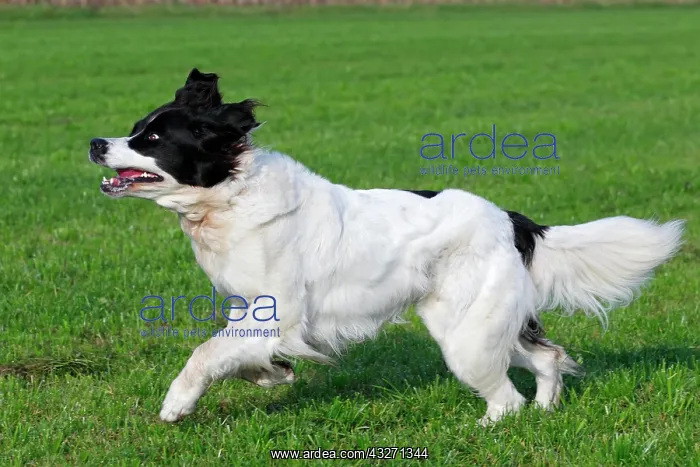 : Landseer dog (Canis lupus familiaris), bitch running : Landseer dog (Canis lupus familiaris), bitch running
