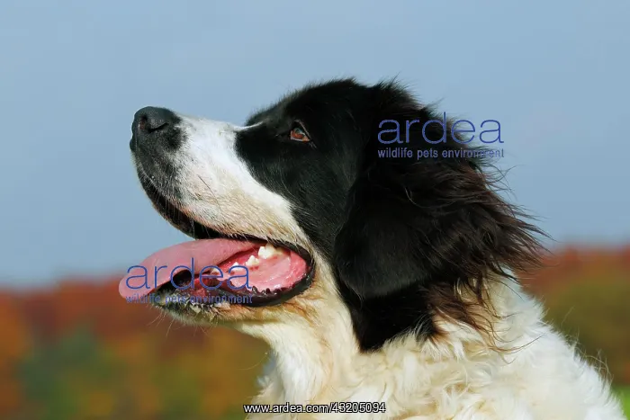 : Landseer Dog (Canis lupus familiaris), portrait : Landseer Dog (Canis lupus familiaris), portrait