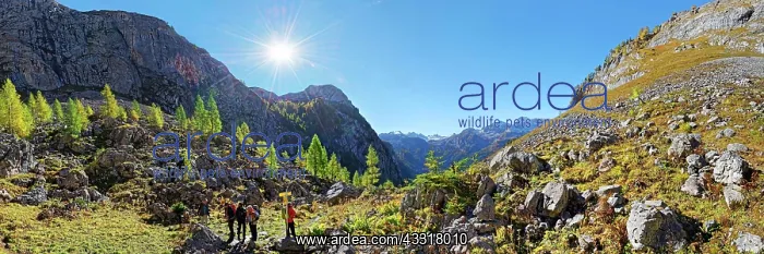 : Landtalgraben with autumnal mountain forest, Berchtesgarden : Landtalgraben with autumnal mountain forest, Berchtesgarden