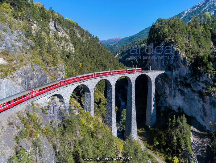 : Landwasser Viaduct with train and locomotive, railway : Landwasser Viaduct with train and locomotive, railway