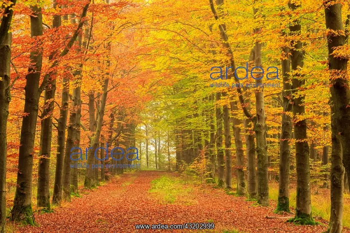 : Lane with European Beech (Fagus sylvatica) in a : Lane with European Beech (Fagus sylvatica) in a