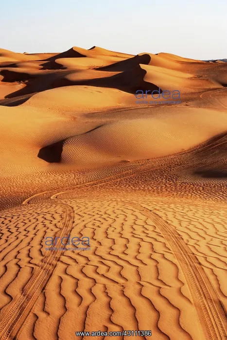: Lane in the sand, sand dunes, desert Rimal al Wahiba : Lane in the sand, sand dunes, desert Rimal al Wahiba