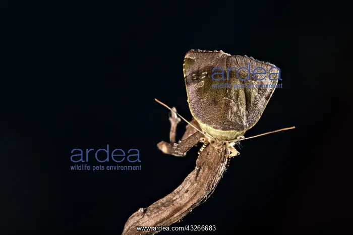 : Langmaids yellow underwing (Noctua janthina) perched : Langmaids yellow underwing (Noctua janthina) perched
