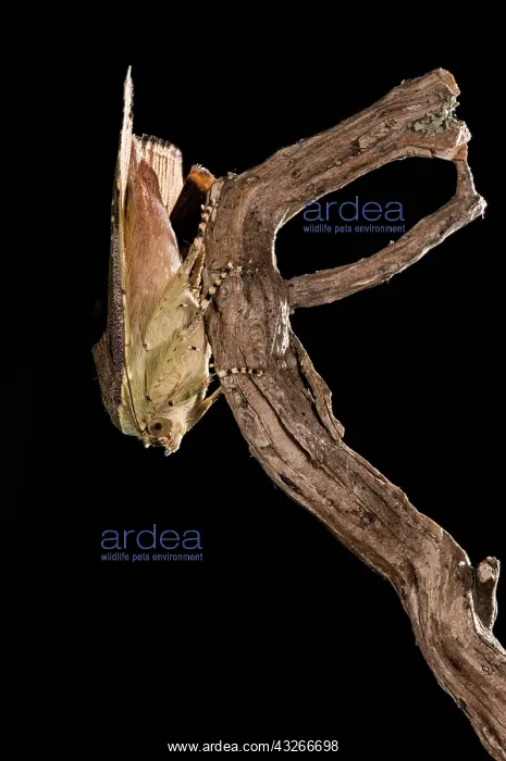 : Langmaids yellow underwing (Noctua janthina) perched : Langmaids yellow underwing (Noctua janthina) perched