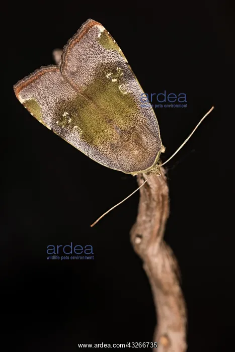 : Langmaids yellow underwing (Noctua janthina) perched : Langmaids yellow underwing (Noctua janthina) perched