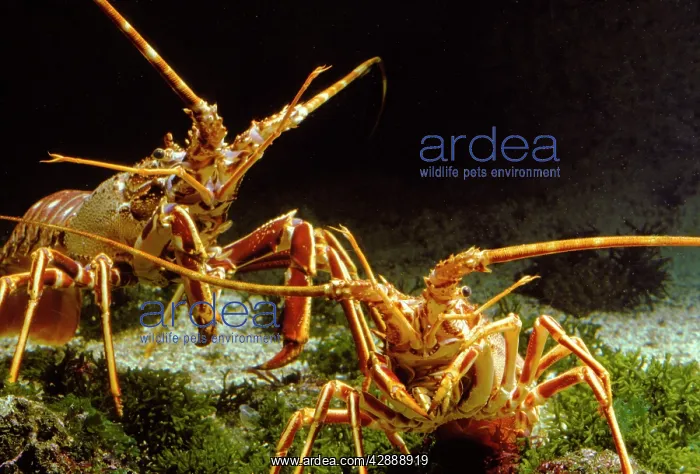 : Langoustines / Norway Lobsters / Dublin Bay Prawns - two : Langoustines / Norway Lobsters / Dublin Bay Prawns - two