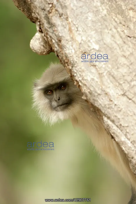 : Langur - Hiding behind tree : Langur - Hiding behind tree