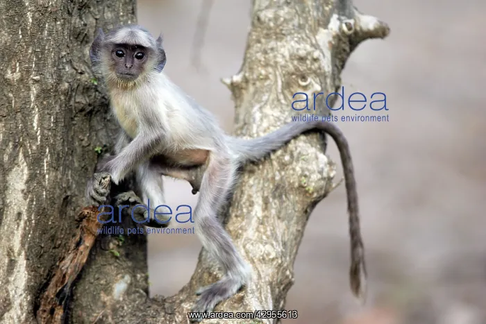 : Langur Monkey : Langur Monkey