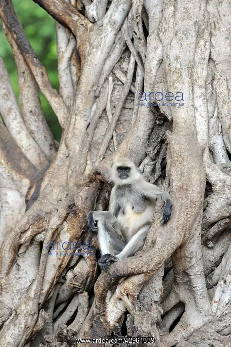 : Langur Monkey : Langur Monkey