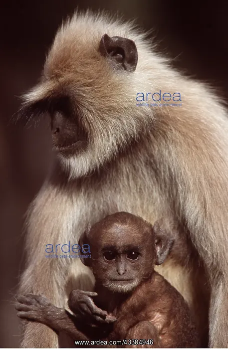 : LANGUR MONKEY - adult and young : LANGUR MONKEY - adult and young