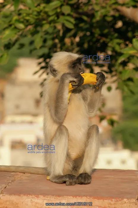: Langur Monkey, Amber Fort, Jaipur, Rajasthan : Langur Monkey, Amber Fort, Jaipur, Rajasthan